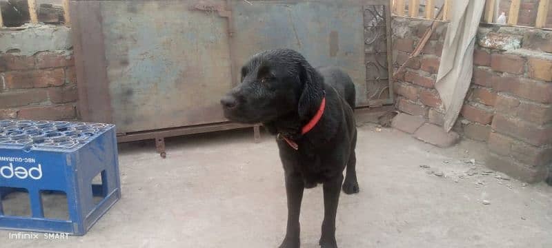 Labrador Female Dog 0