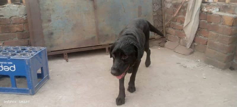 Labrador Female Dog 2