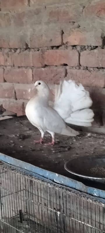 pigeon 2