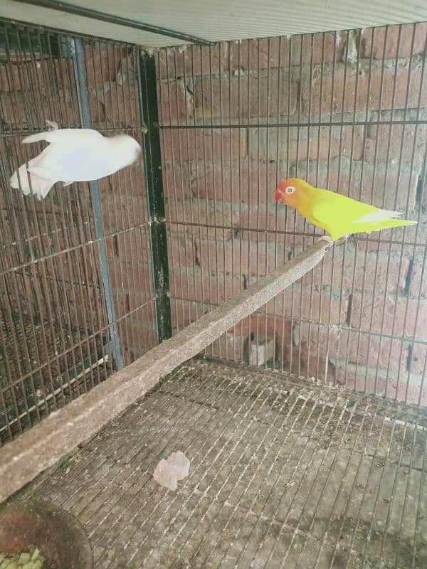 Albino breeder pairs exchange possible with Desi hens 2