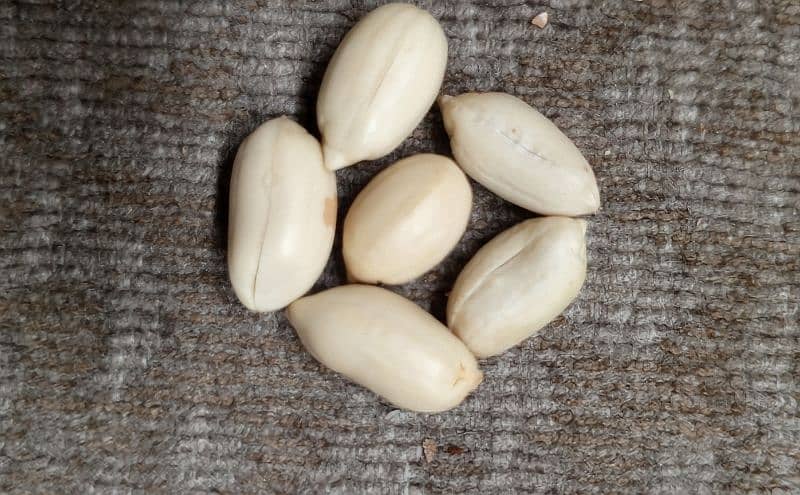 Chakwal Fresh Roasted Mong Phali (Peanut) 1