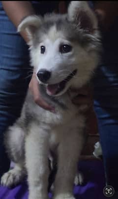 Siberian Alaskan Husky pedigree For Sale