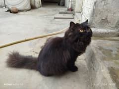 persian cat 3135443836