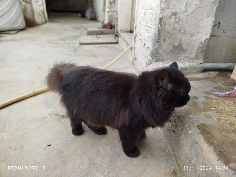 persian cat 3135443836 3