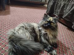 persian cat 3135443836