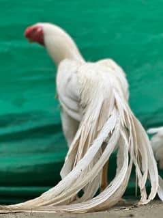 Aseel / Indian Parrot beak / Chicks / Hens / Hopeland Fancy Bids