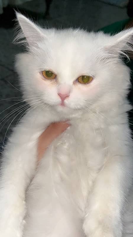 persian triple coat female kitten 0