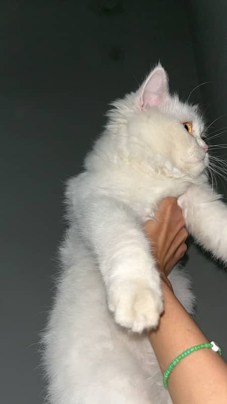 persian triple coat female kitten 1