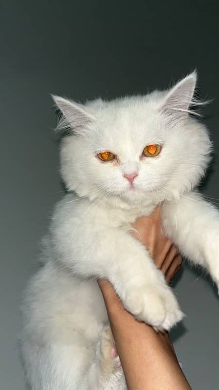 persian triple coat female kitten 2