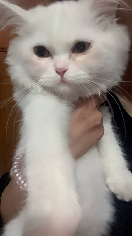 persian triple coat female kitten 3