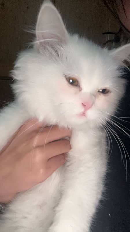 persian triple coat female kitten 4