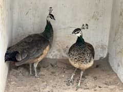 peacock females