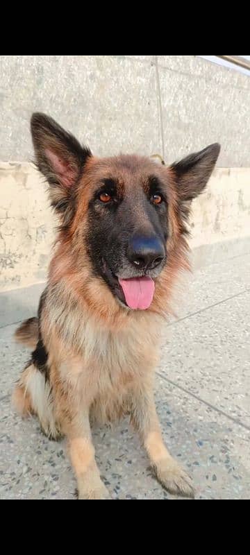 German shepherd 2