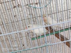 albino black eyes breeder pair