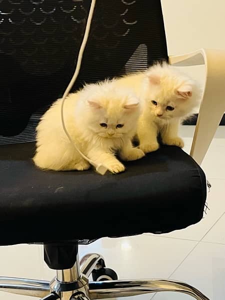 Persian kitten For sale 3