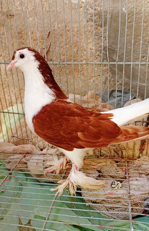 Fancy Pigeons Breeder Pairs, Danish, sherazi, carrier 2