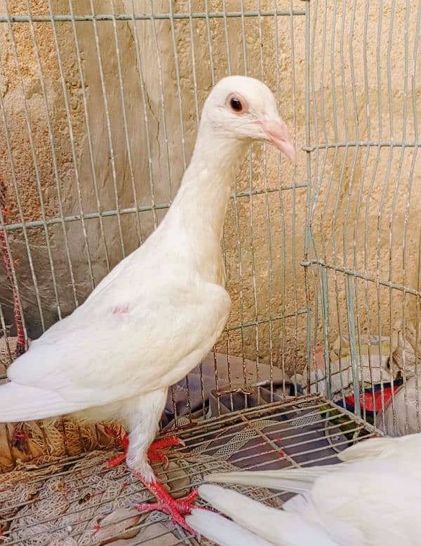 Fancy Pigeons Breeder Pairs, Danish, sherazi, carrier 5