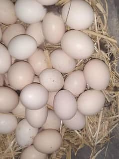 white Egg | Golden Misri | Hens egg | Desi Eggs | fertile egg | andy