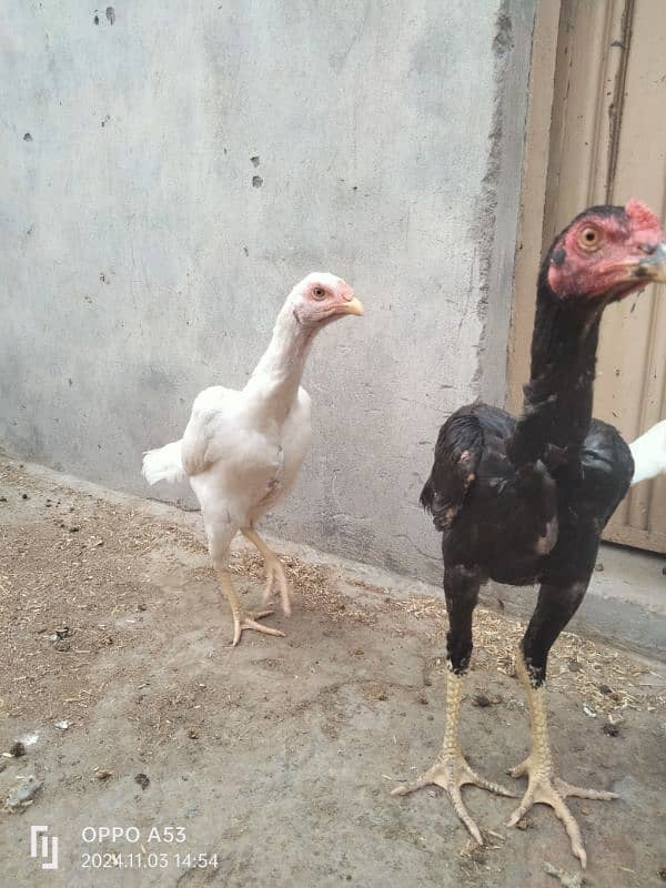 Heera Aseel Hen for Sale 3