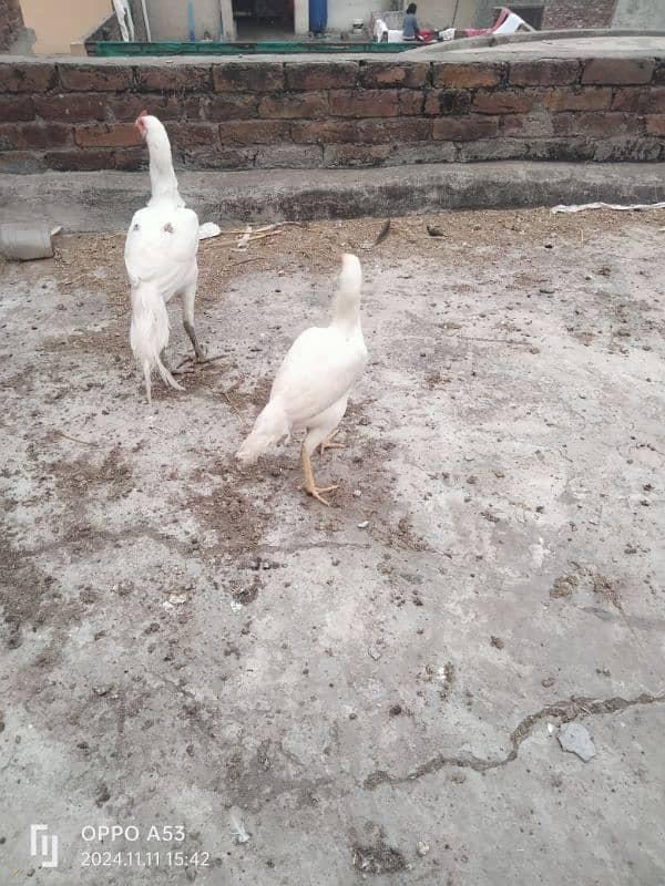 Heera Aseel Hen for Sale 12