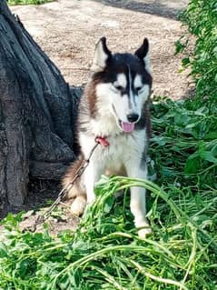 Siberian husky blue eyes