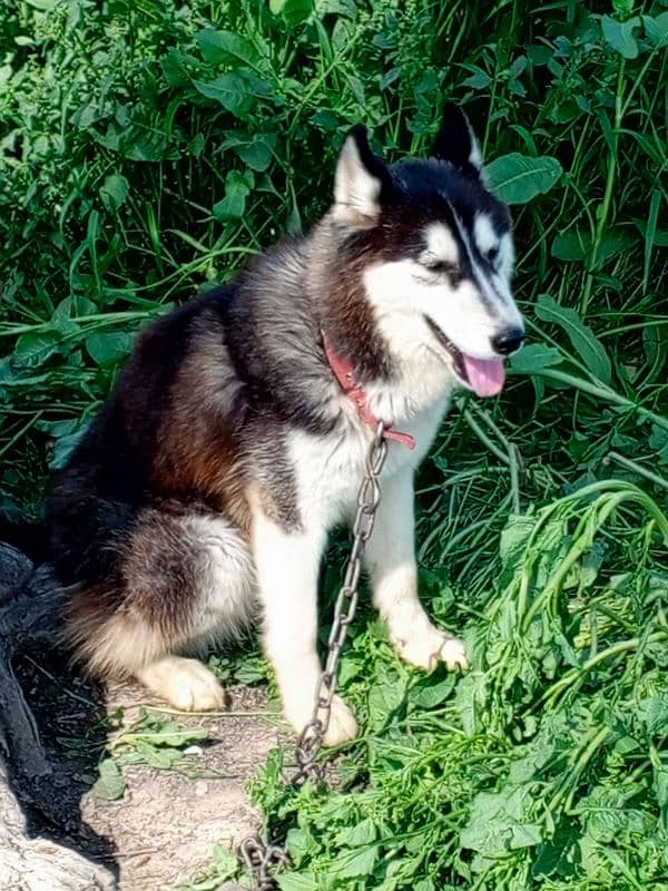 Siberian husky blue eyes 3