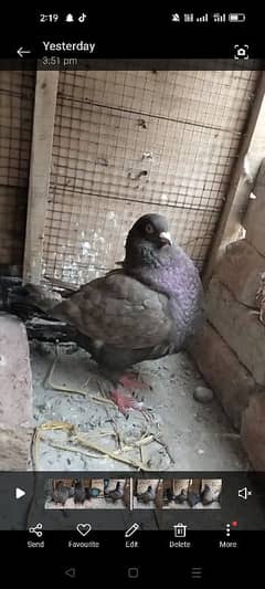 king size breeder female chocolate color