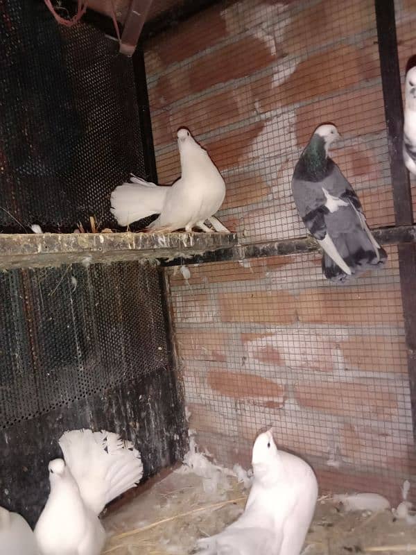 indian fantail pigeons looking for new shelter 4