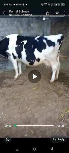 Fresion cow with wachi milk 10 kg