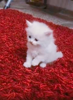 Kittens for sale triple coated