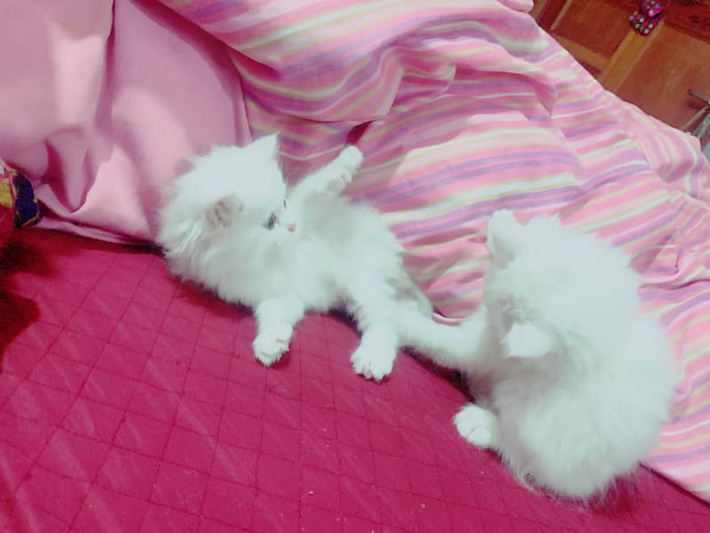 Kittens for sale triple coated 4