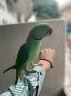 raw parrot