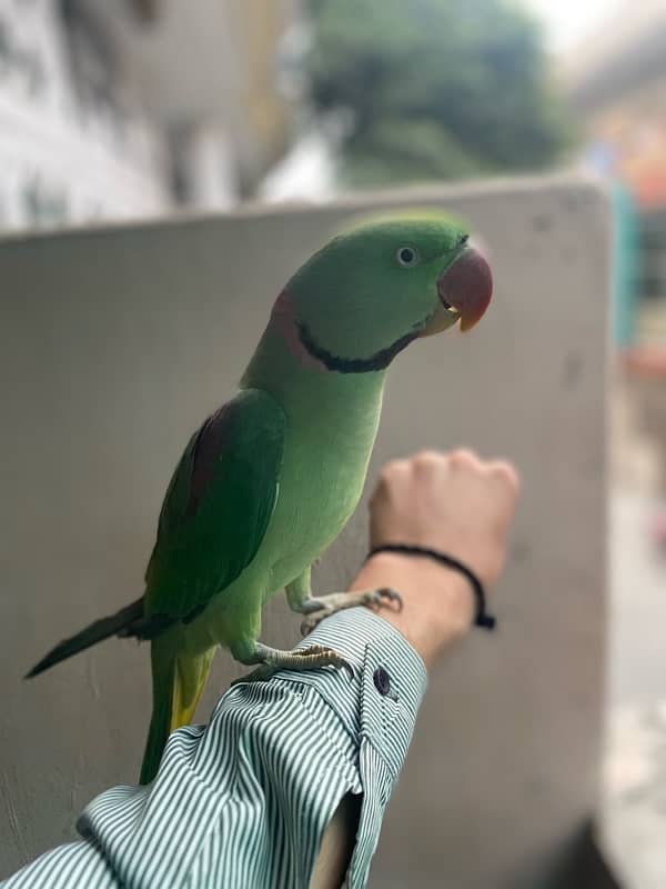 raw parrot 0