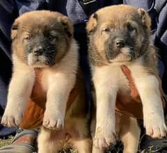 Afghan Kuchi Puppies / Afghan Kuchi Pair For Sale