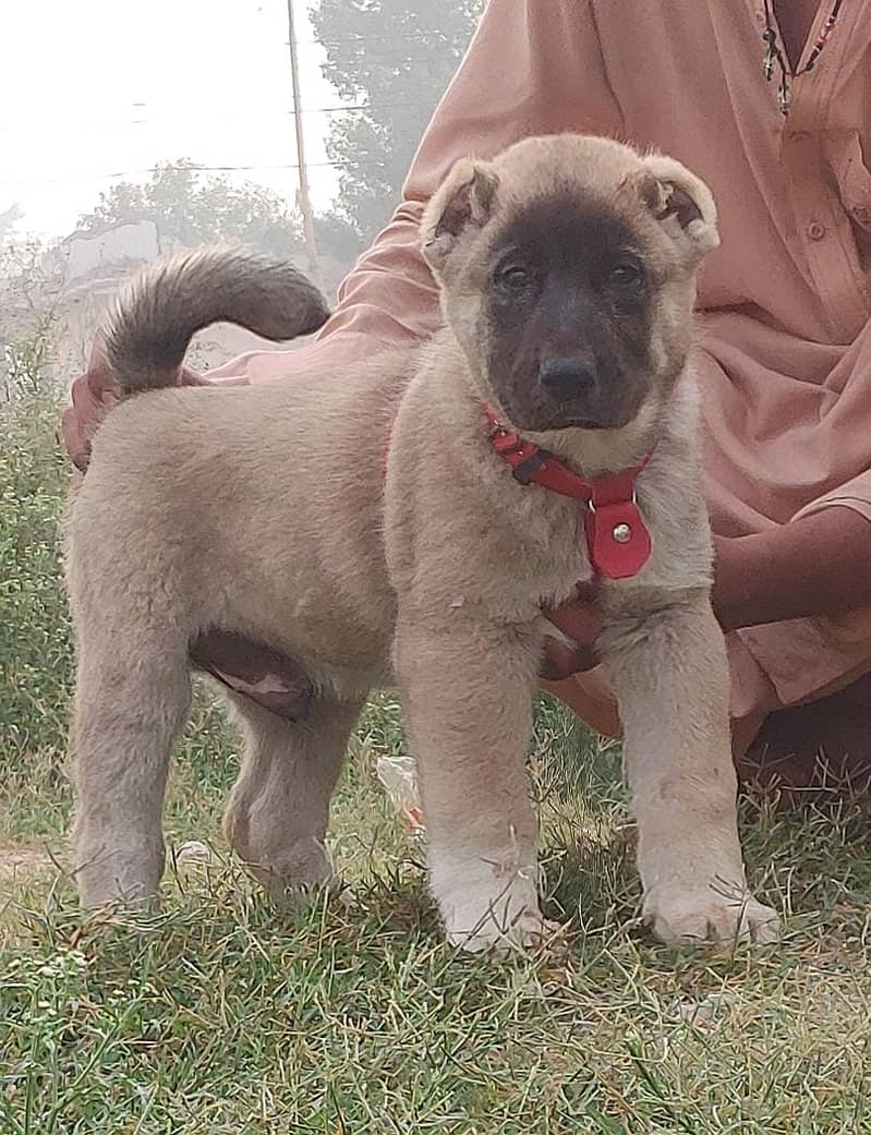 Kurdish Kangal puppies / Kurdish Kangal Pair 0