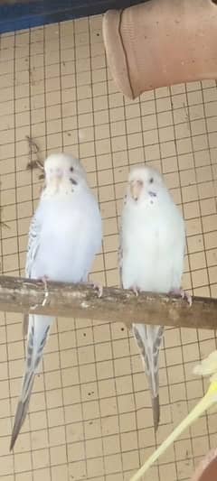 Australian Budgie breeder 7 pairs