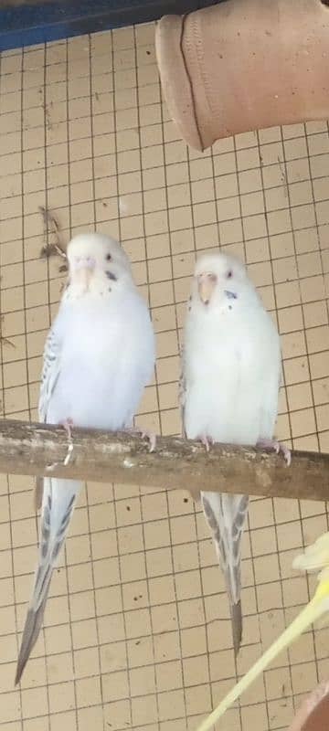 Australian Budgie breeder 7 pairs 0