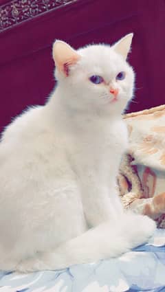 white persian cat