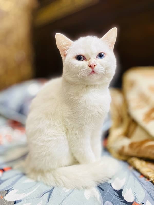 white persian cat 1