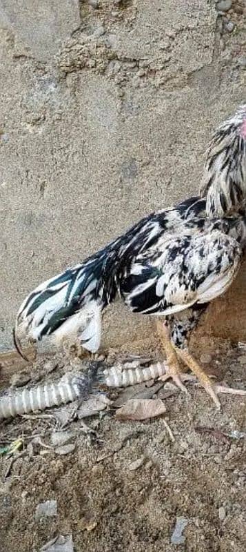 1 phulia male breeder ek colour love bird ka pear he 2 egg die wa ha 4