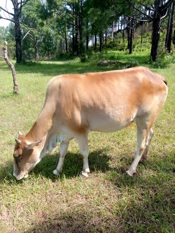 4 cows and 1 bull (male) and 7 goats 3