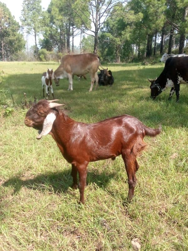 4 cows and 1 bull (male) and 7 goats 7