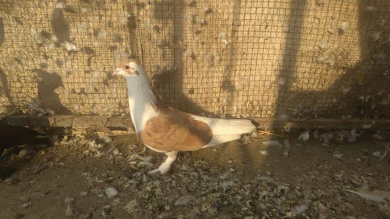 fancy pigeon 1