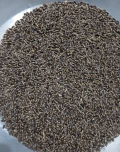 Black wheat