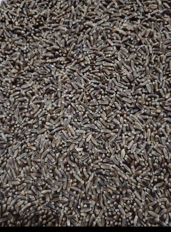 Black wheat 3