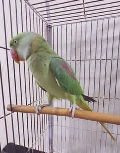 raw parrot for sale my WhatsApp number 03475940629