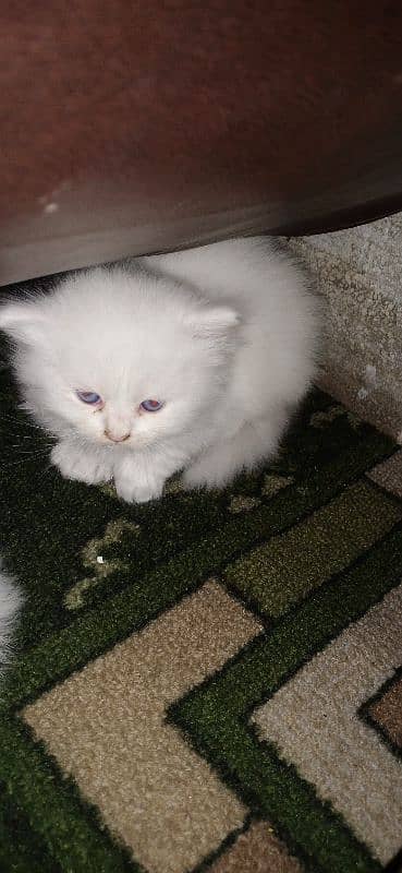 persian kitten 0