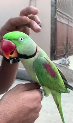 raw parrot for sale my WhatsApp number 03475940629