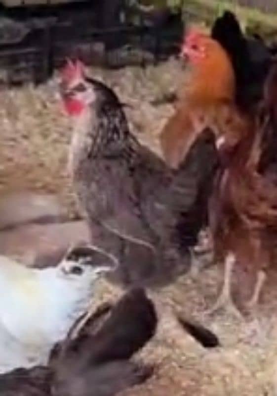 golden misri hens for sale 1