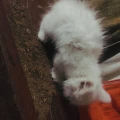 6000 kitten white